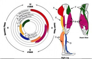 A diagram which shows the percentage of different muscle groups used in the pedal stroke. The quads and glutes are shown as having by far the biggest contribution, with much smaller contributions from the ankle flexors, hamstrings and hip flexors. 